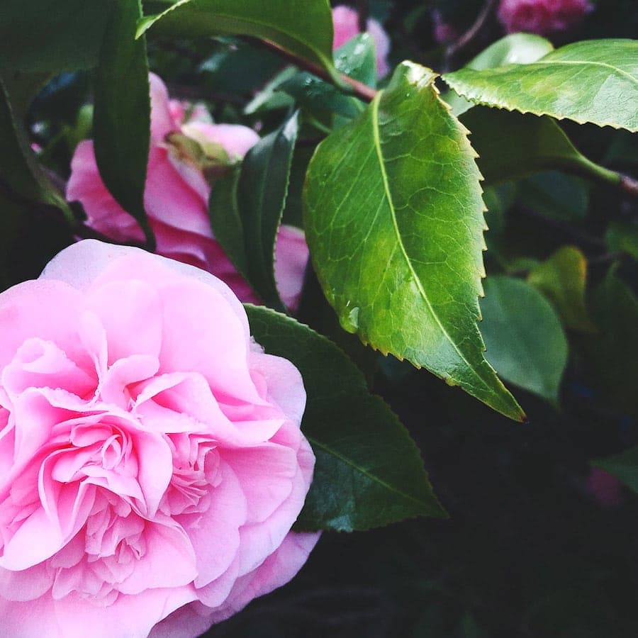 calistoga, california