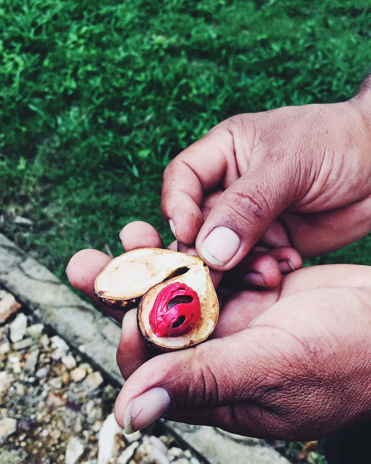 nutmeg grows on trees!