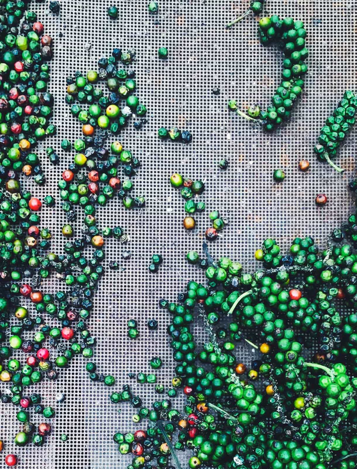 green peppercorns, drying