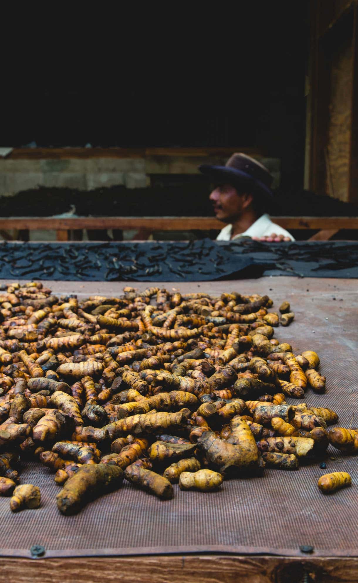 harvesting turmeric