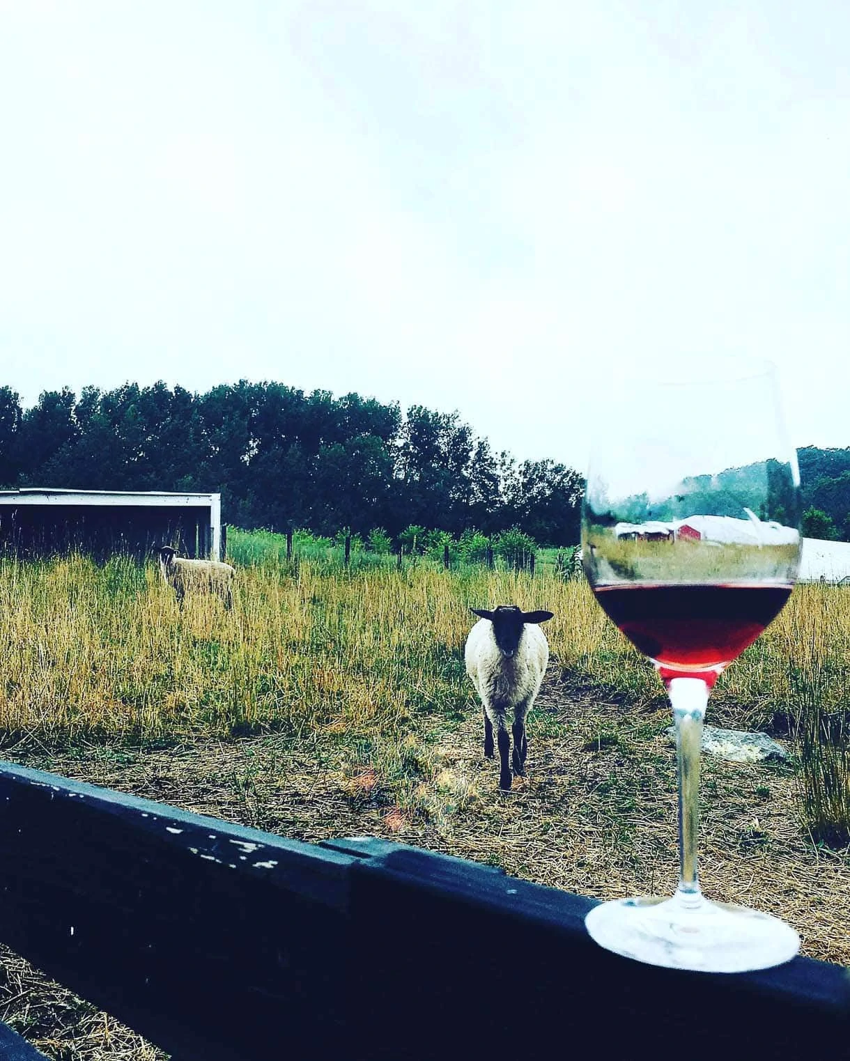 Black Star Farm & Winery {lambs and wine}