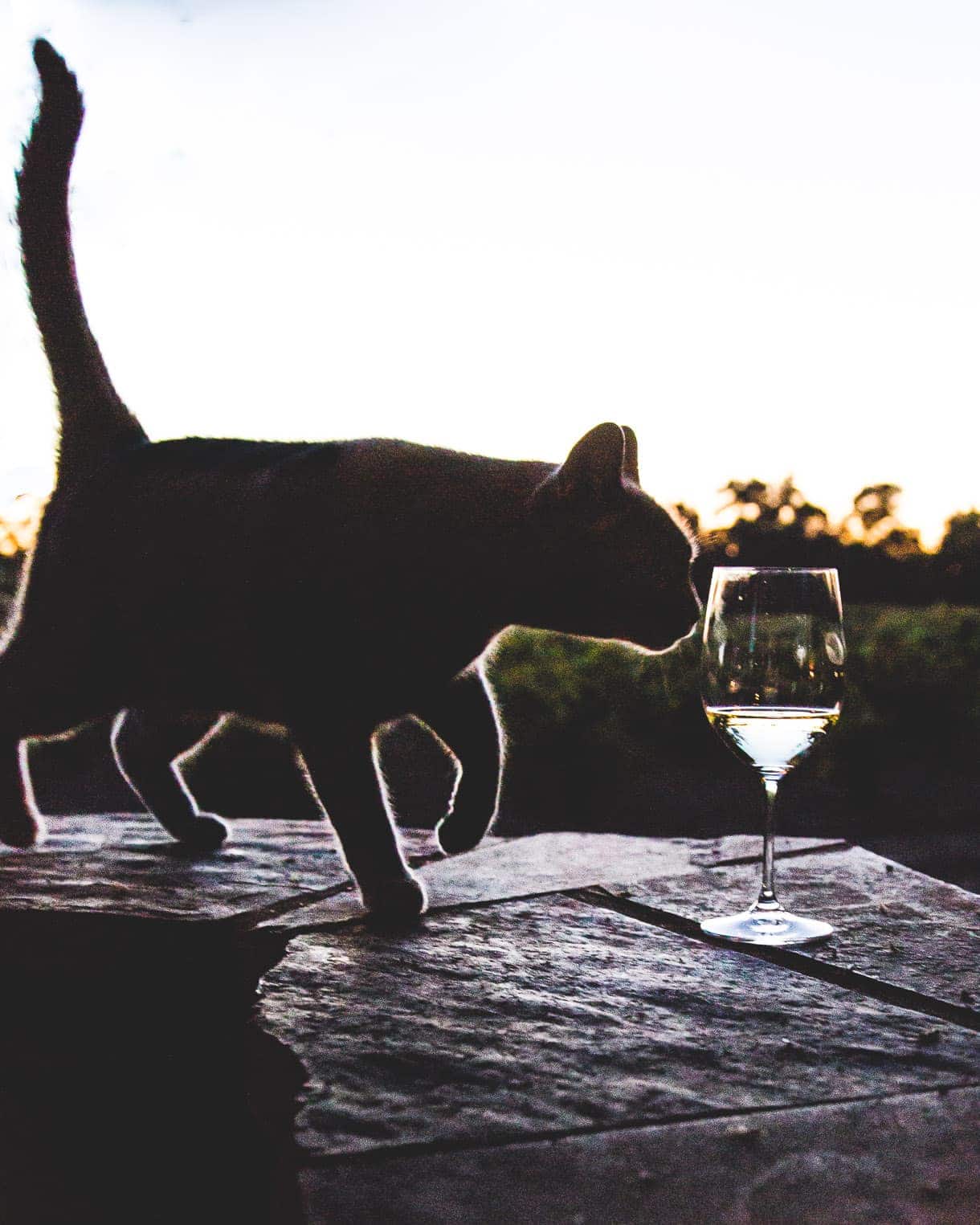 Cat and wine glass at sunset