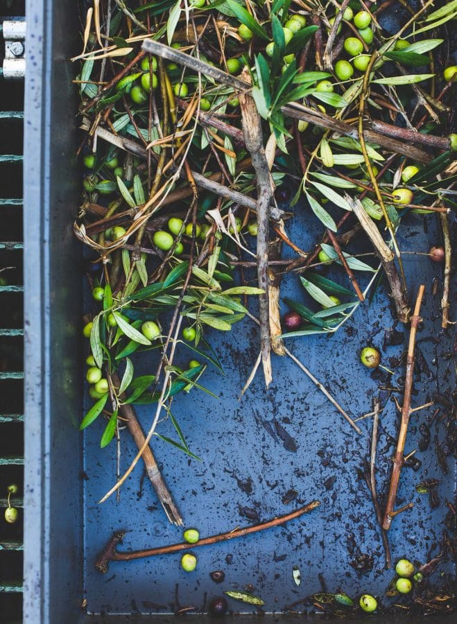 Olives on the branch, during an olive harvest