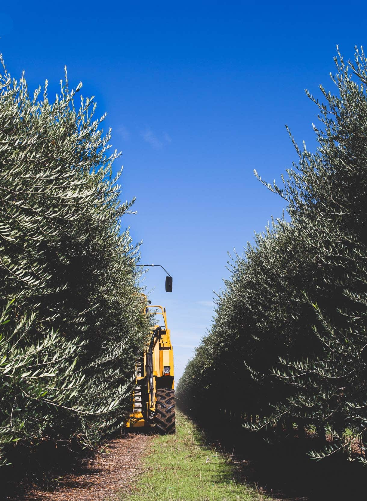 California Olive Ranch - olive harvest