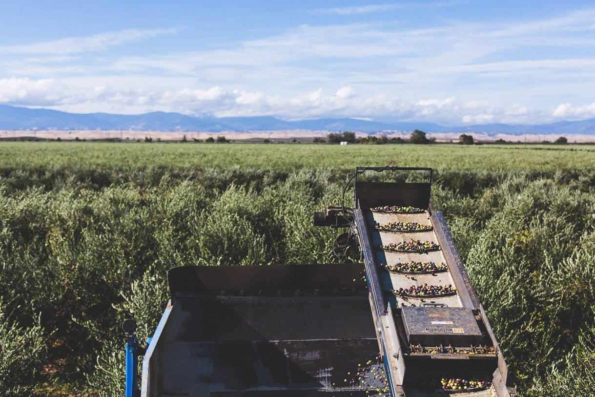 California Olive Ranch - olive harvest