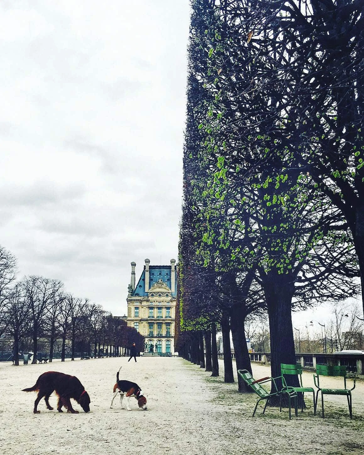 jardin des tuileries -- dogs in the garden