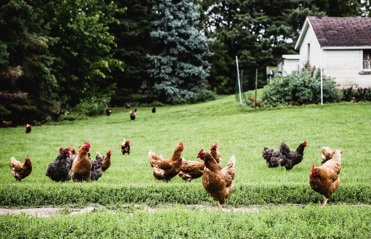 What does grassfed dairy really look like? A visit to an Organic Valley farm.