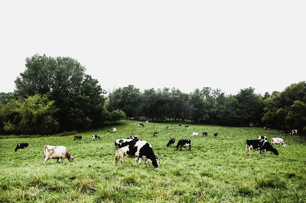 What does grassfed dairy really look like? A visit to an Organic Valley farm.