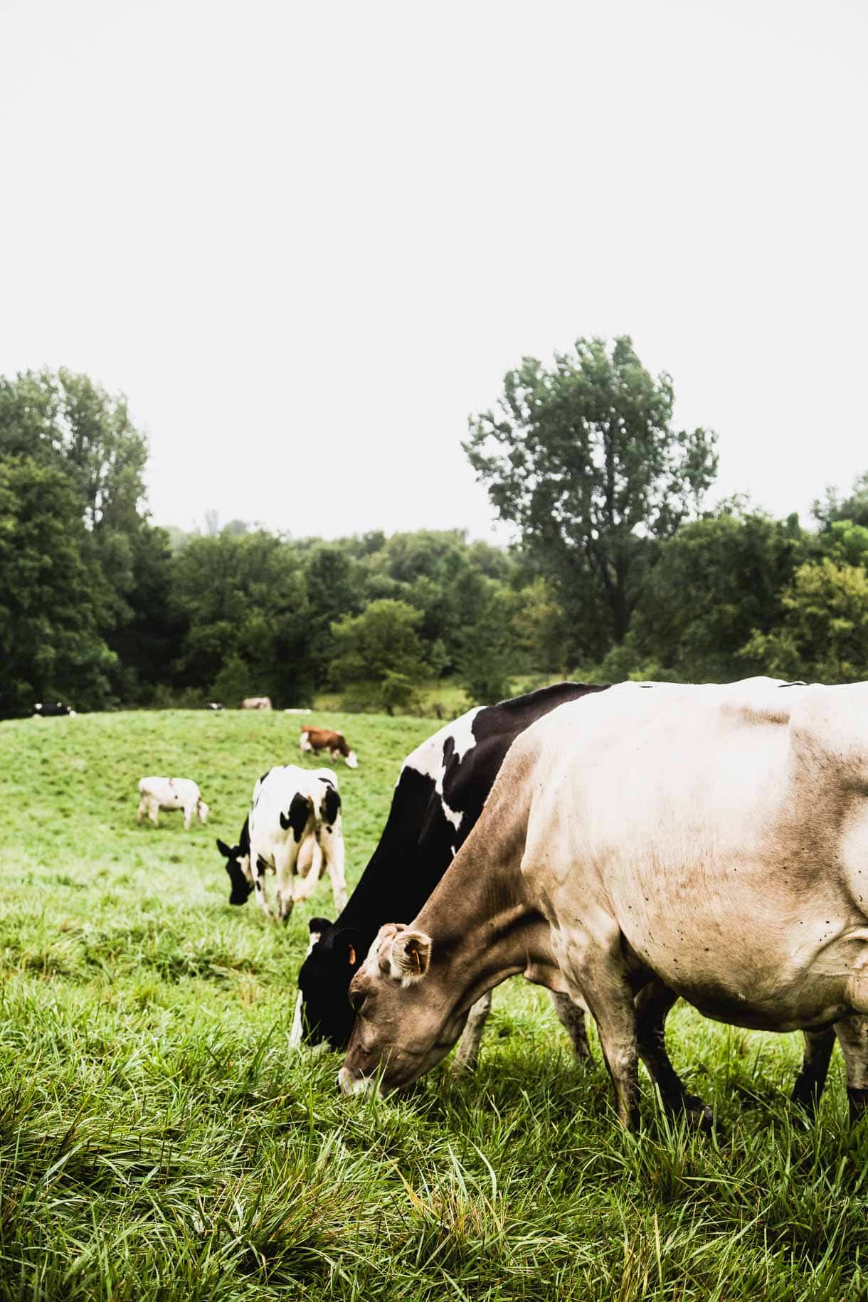 What does a grassfed dairy farm really look like? A visit to an Organic Valley farm. 