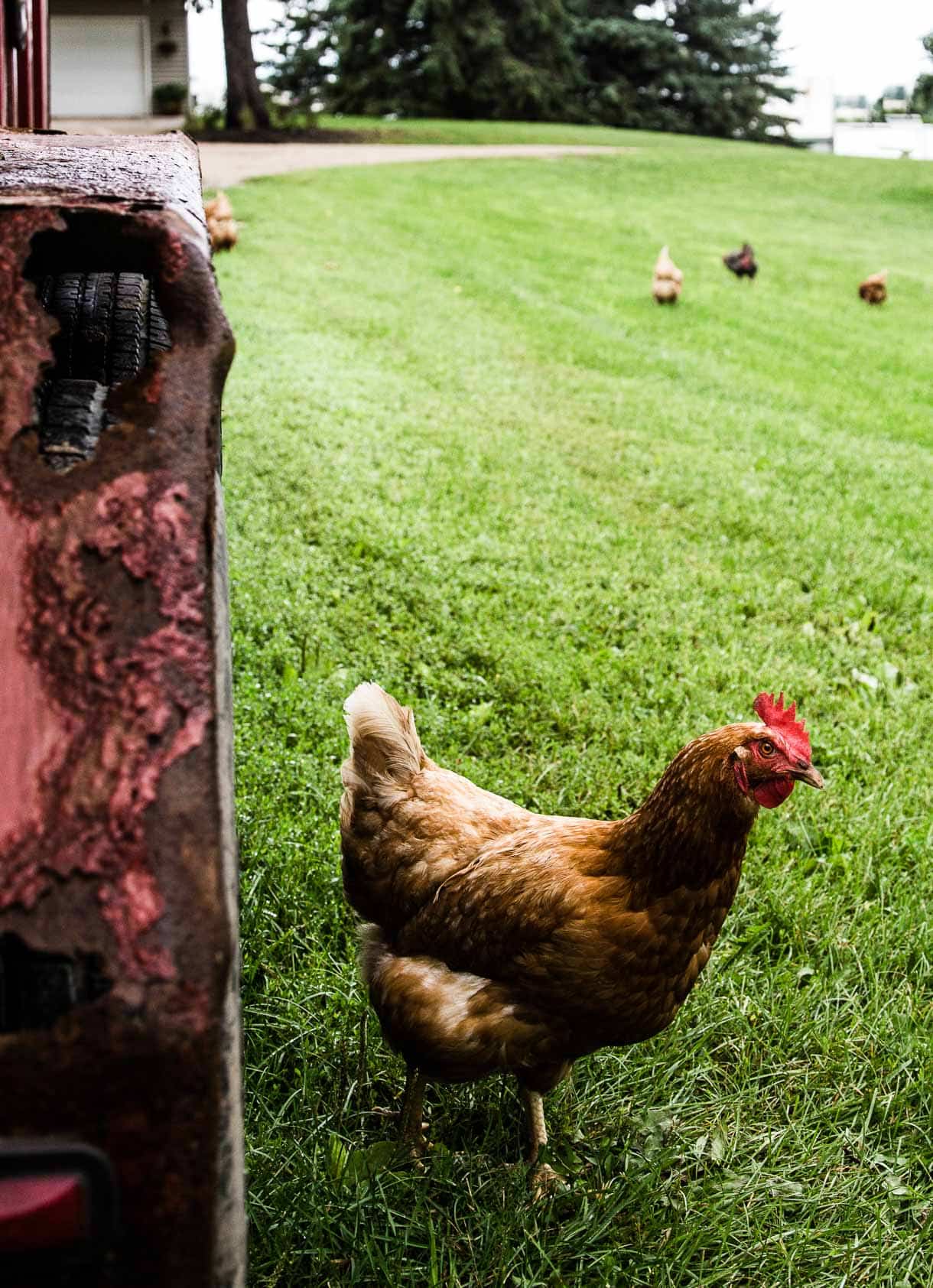 What does grassfed dairy really look like? A visit to an Organic Valley farm.