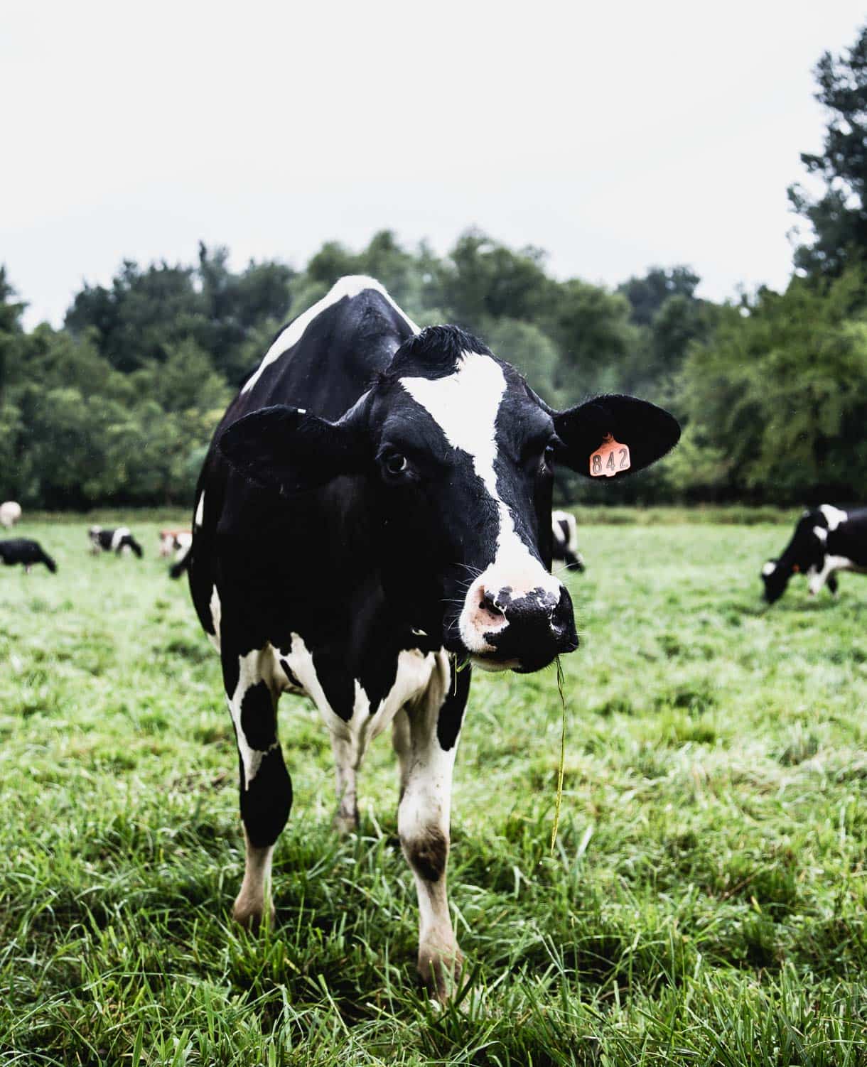 What does a grassfed dairy farm really look like? A visit to an Organic Valley farm. 