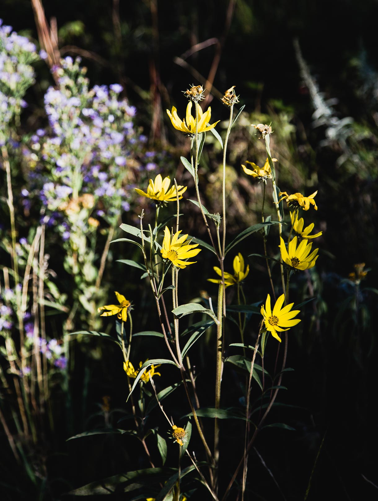 The Forks, Winnipeg: wildflowers