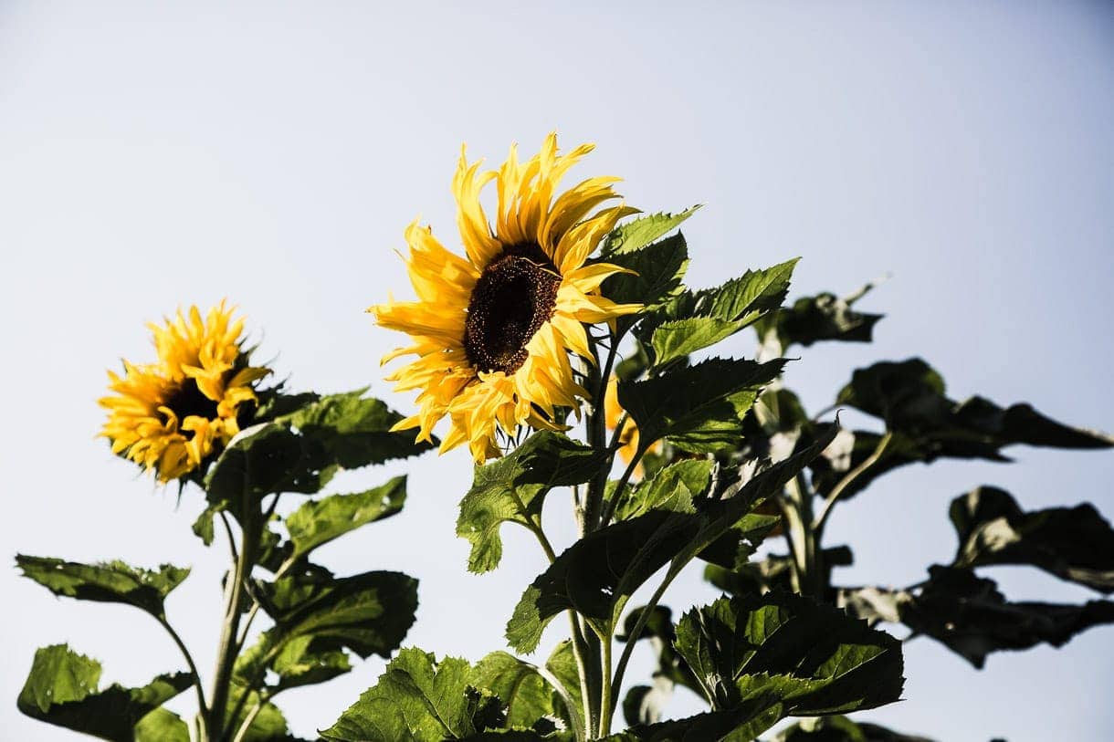 Sunflowers with face to the sky