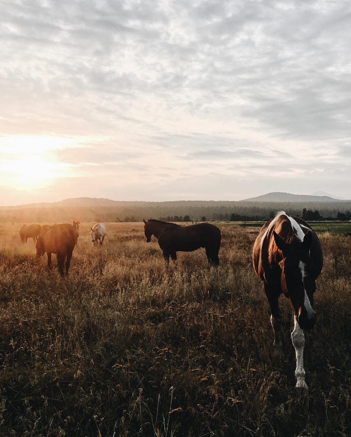 horses at sunset