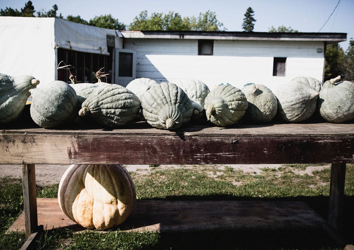 Blue Hubbard Squash