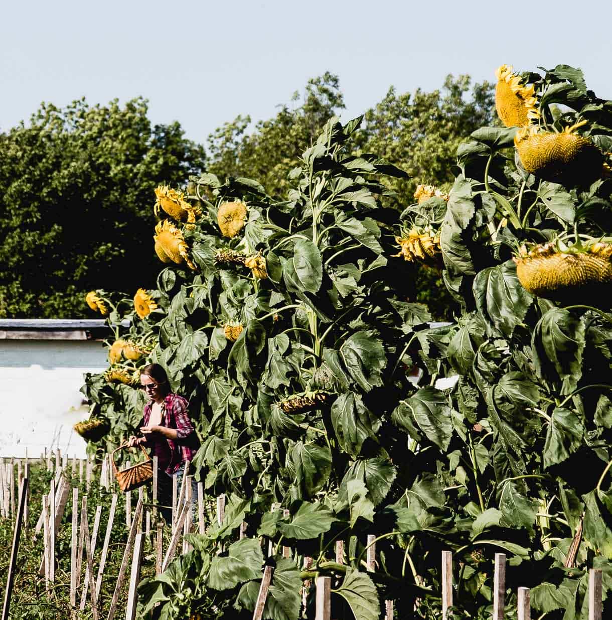 Whitemouth, Manitoba // picking vegetables // vegetable garden