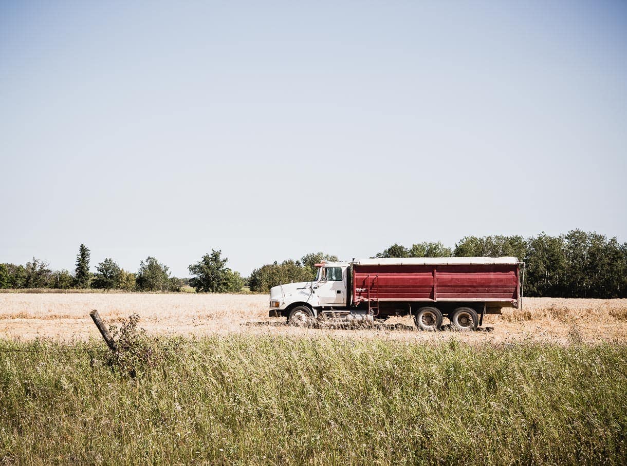 Harvesting wheat, Manitoba