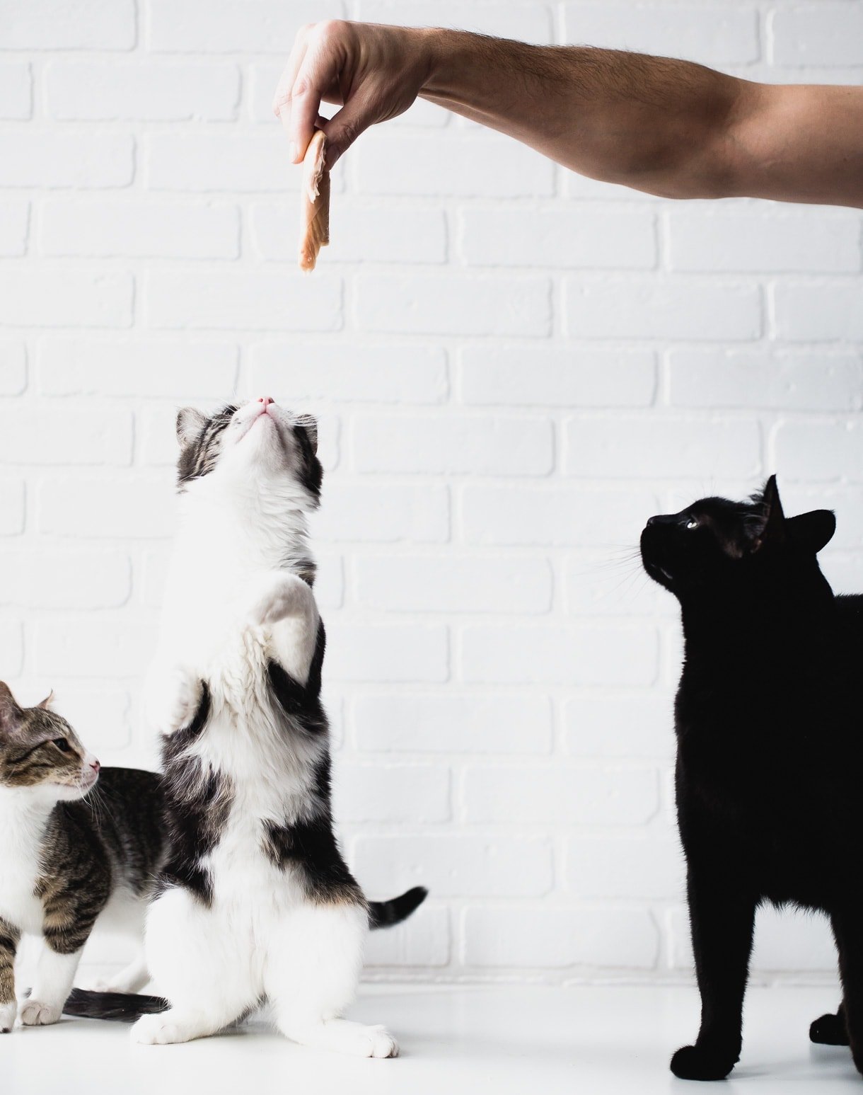 Kittens eating // cute kitten photo // cats of instagram