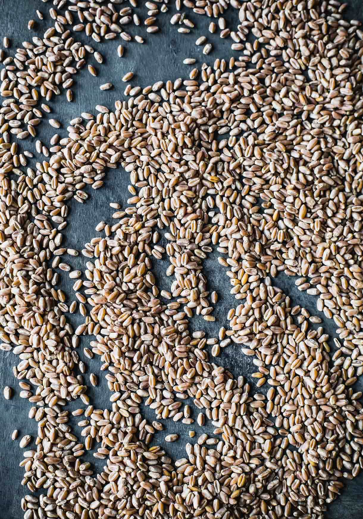 Hard Red Winter Wheat Grain