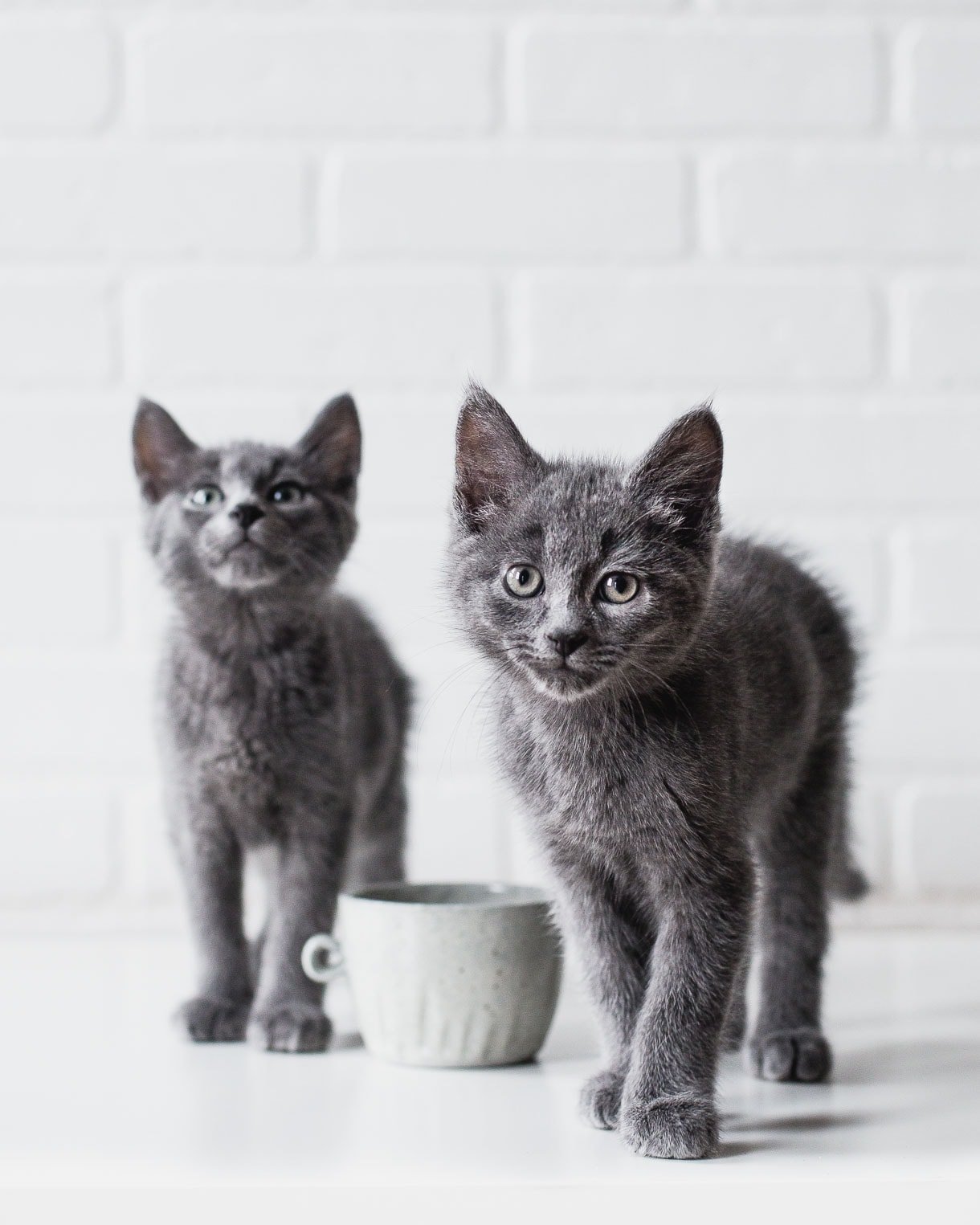 Blue Russian Kittens