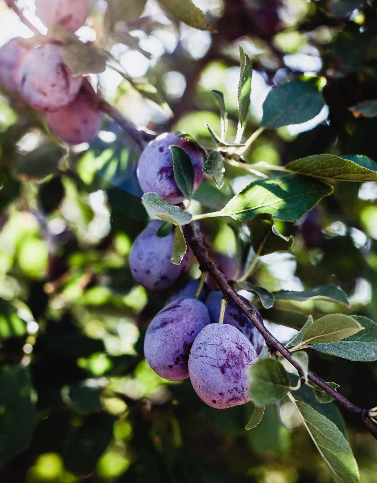 California Plums at harvest