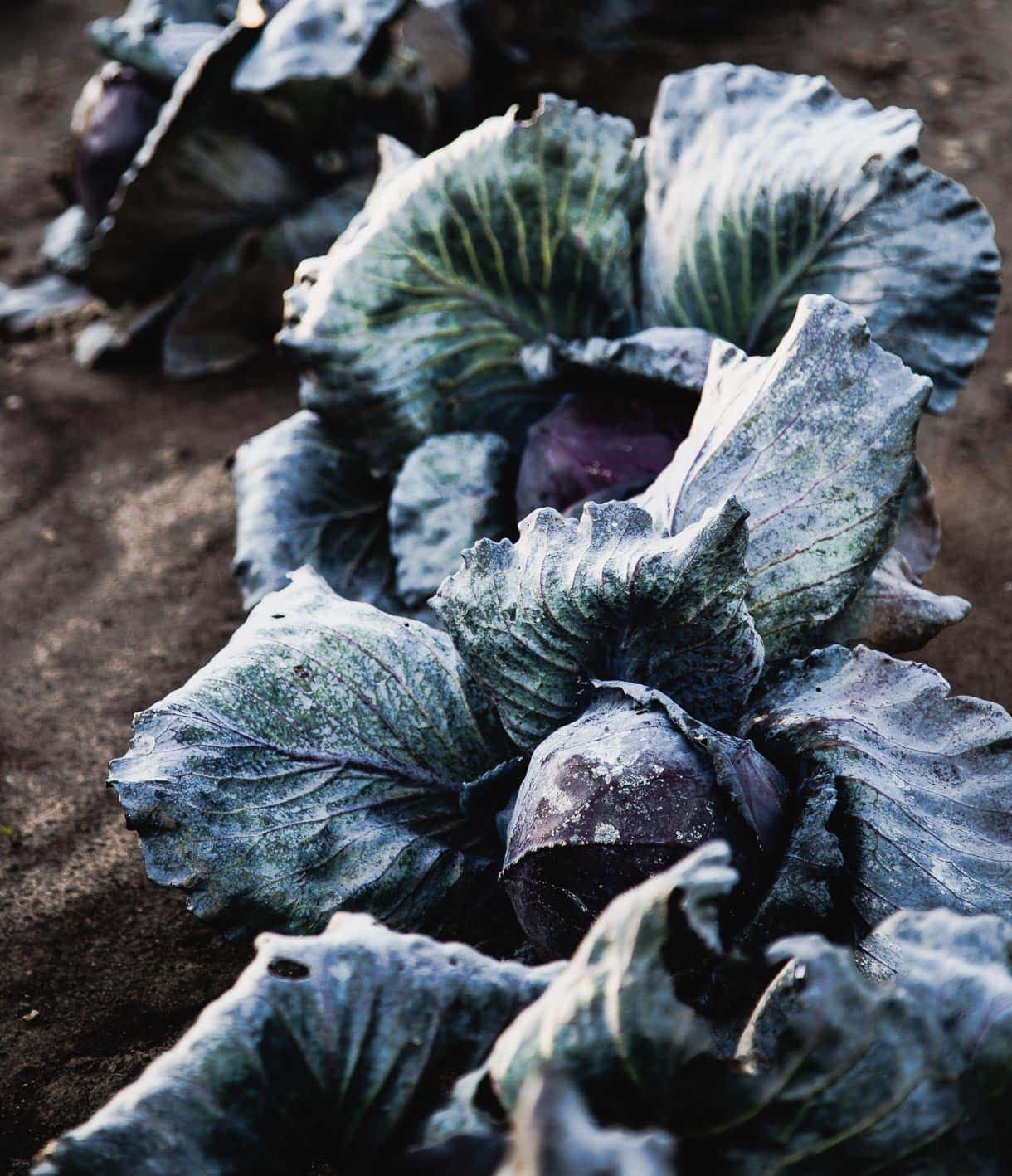 Purple cabbage growing