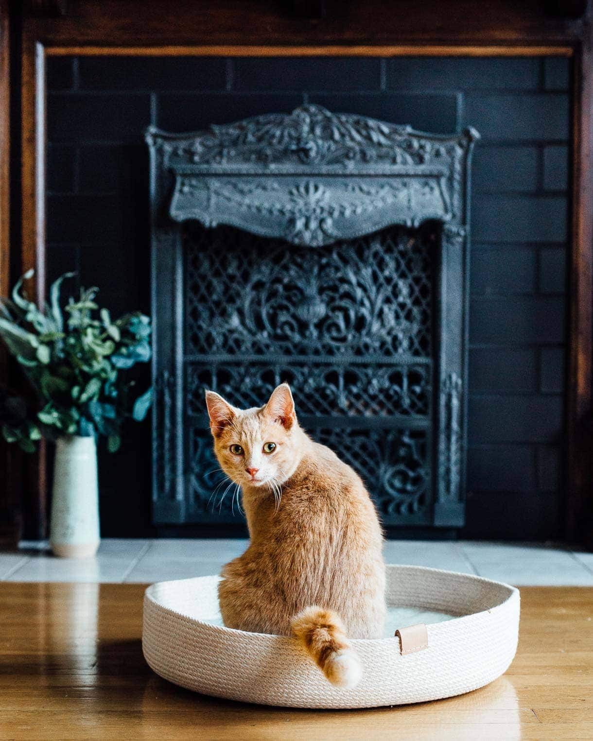 Coiled Rope Cat Bed, #catbed, cat in front of fireplace