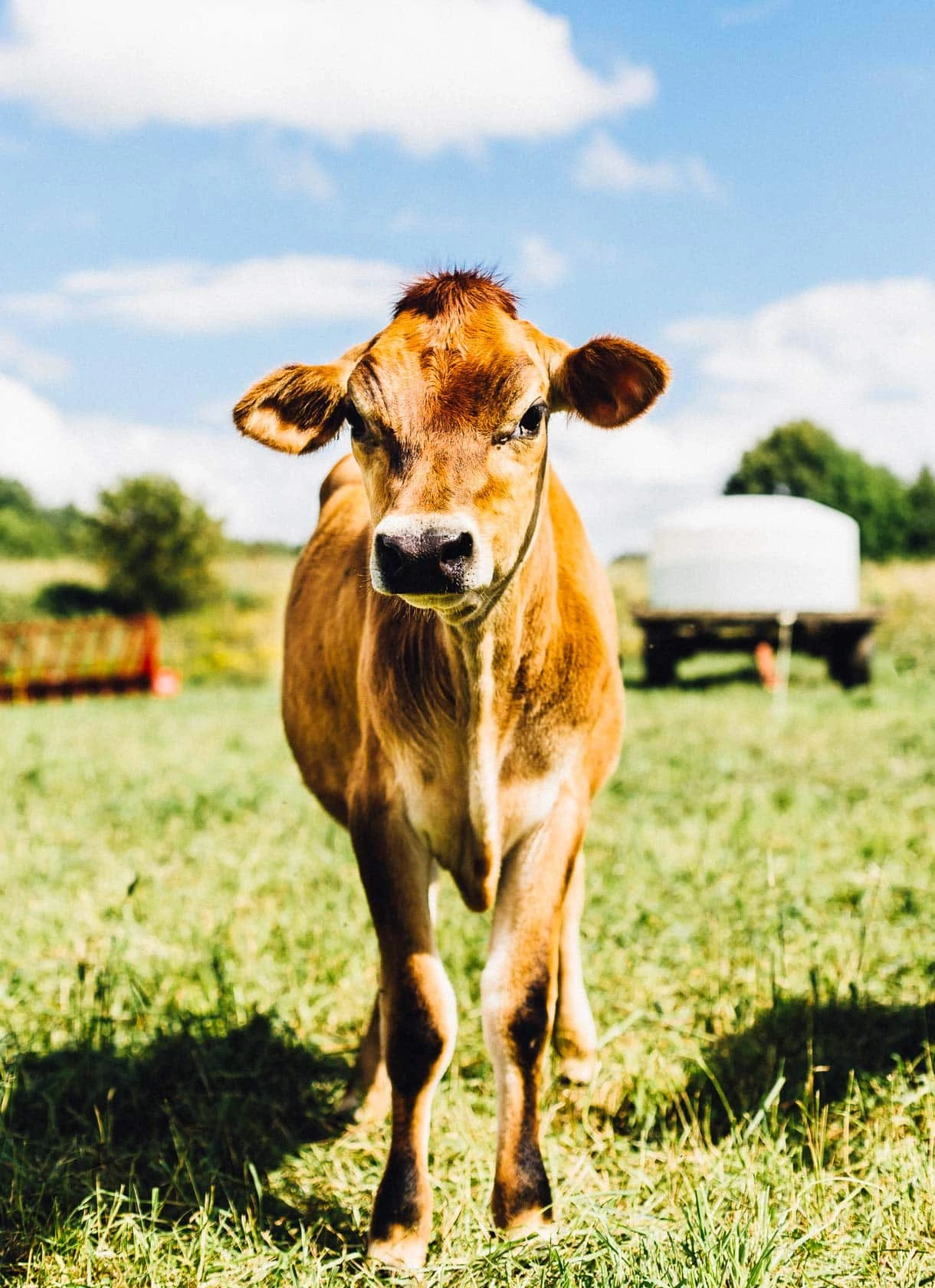 organic dairy farming, cow on vermont pasture