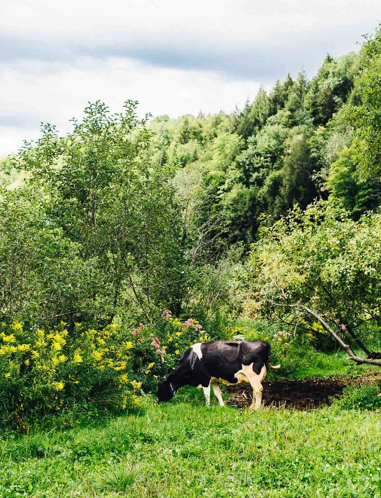 organic dairy cow in pasture