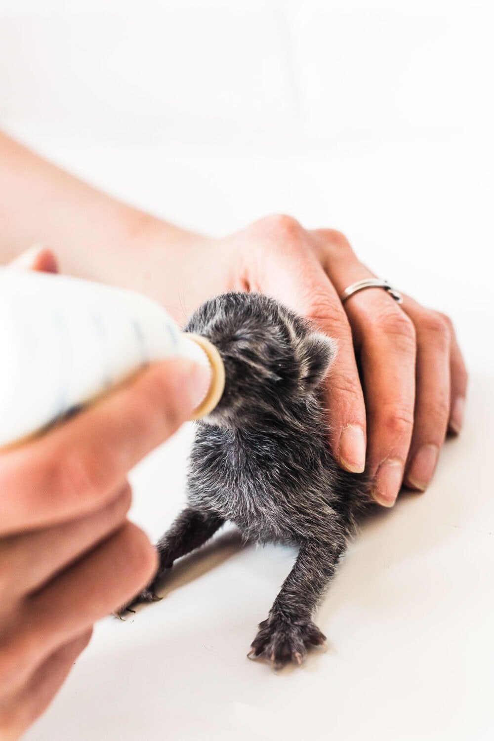 bottle feeding a baby kitten