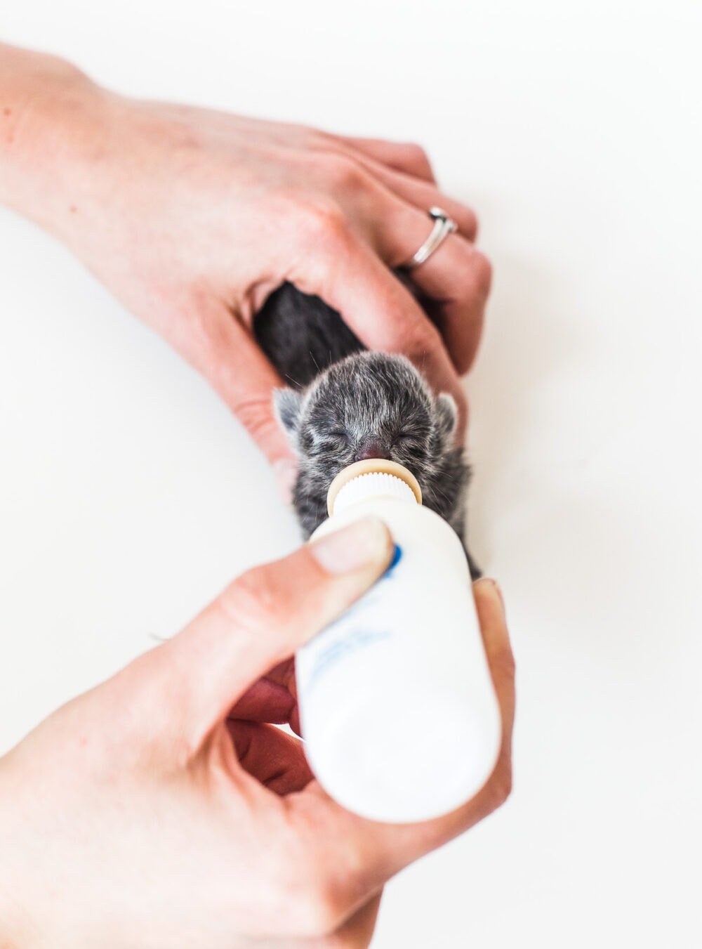 bottle feeding a baby kitten