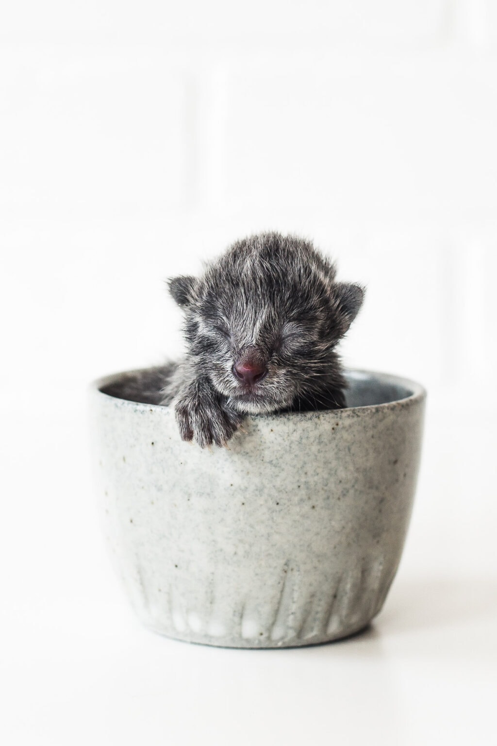 Bottle Feeding Kittens Everything You Need to Know • Heartbeet Kitchen
