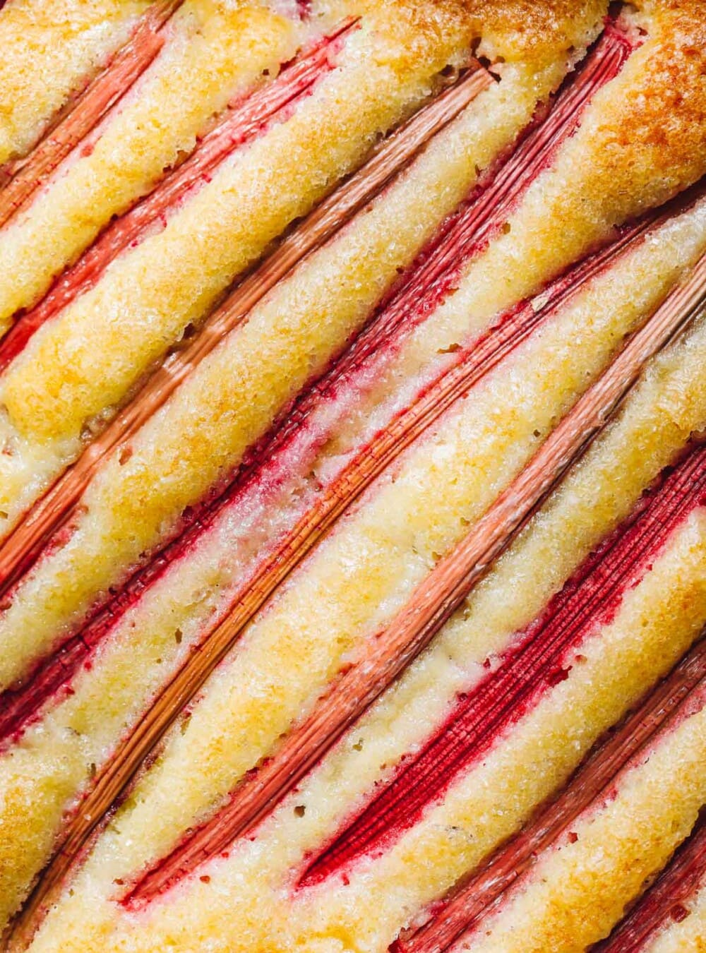sourdough discard rhubarb cake up close photo