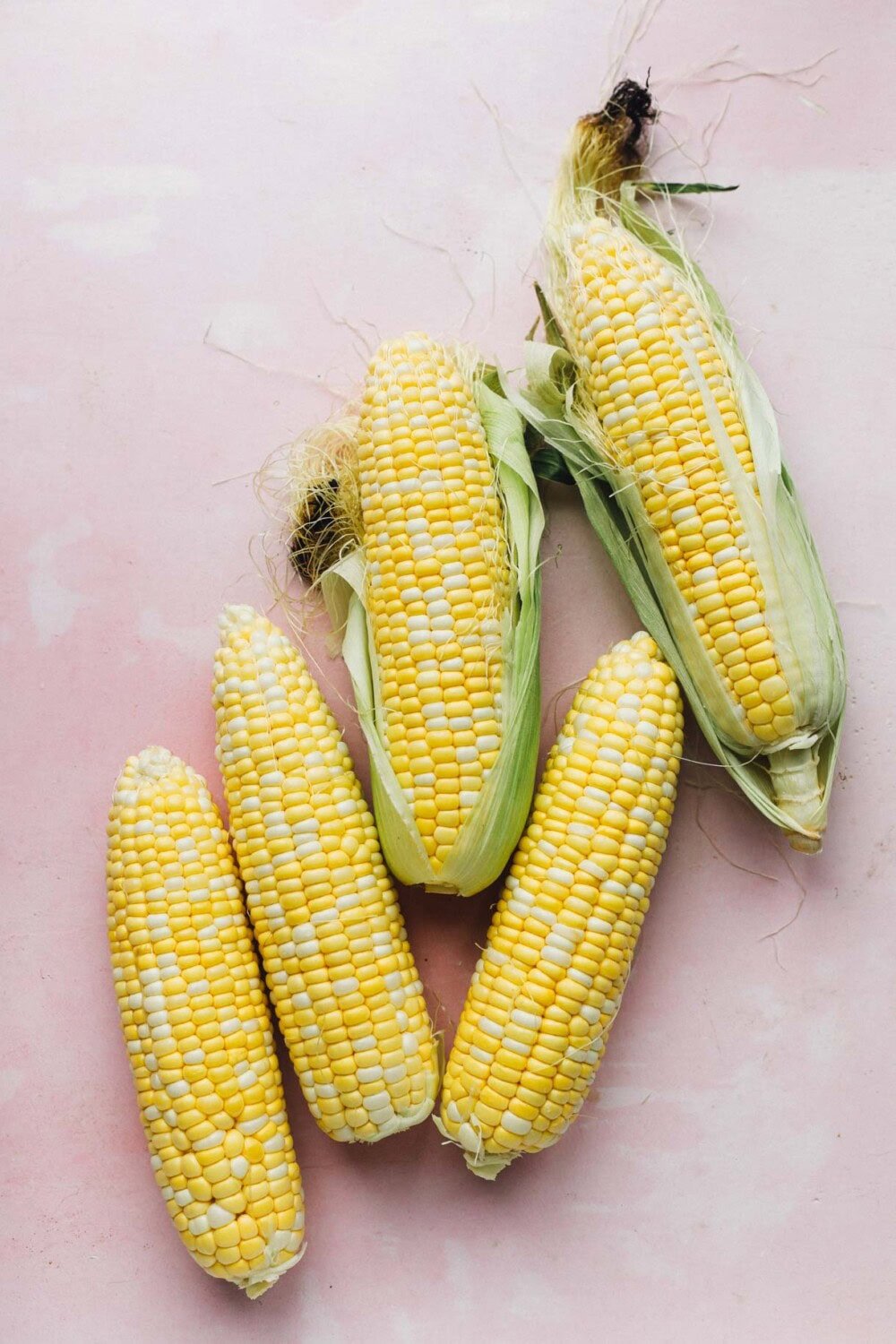 Sweet corn on the cob with husks, on pink backround.