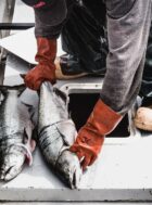 Salmon Fishing near Sitka, Alaska